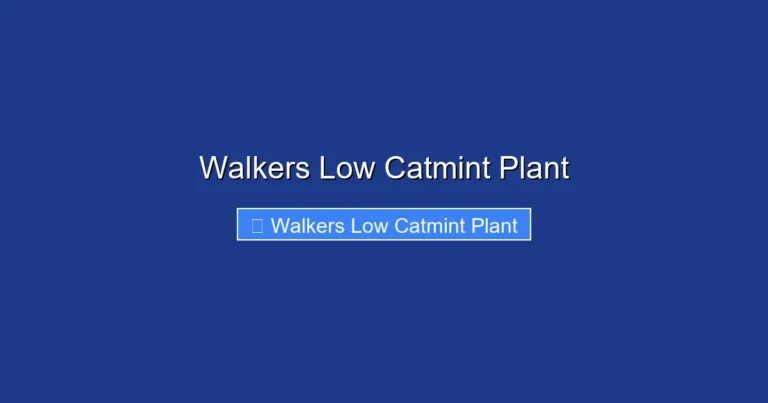 Walkers Low Catmint Plant