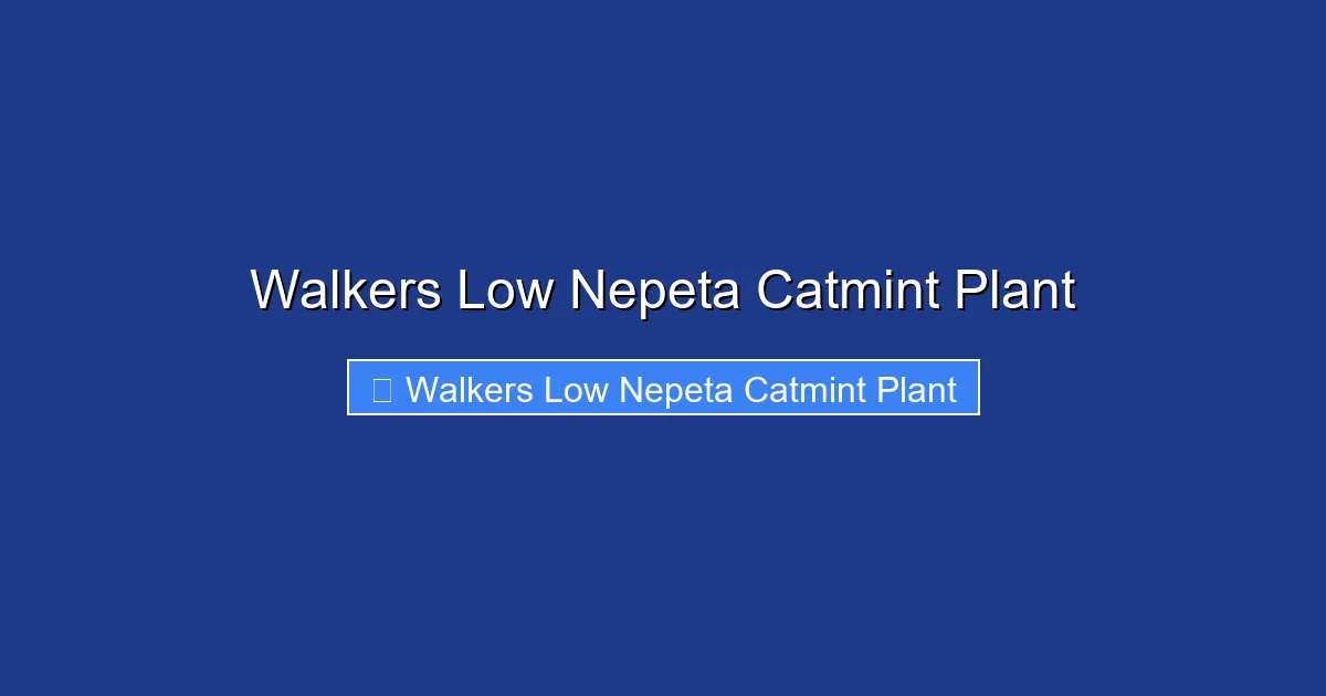 Walkers Low Nepeta Catmint Plant
