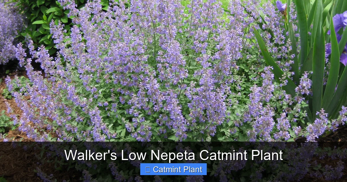 Walker's Low Nepeta Catmint Plant
