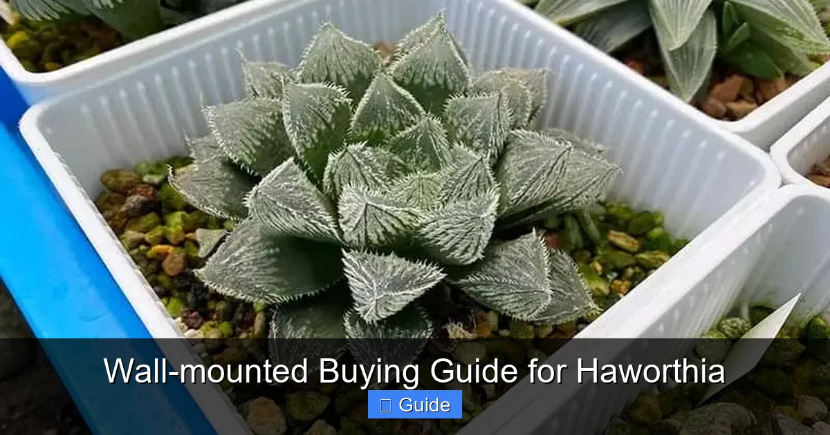 Wall-mounted Buying Guide for Haworthia