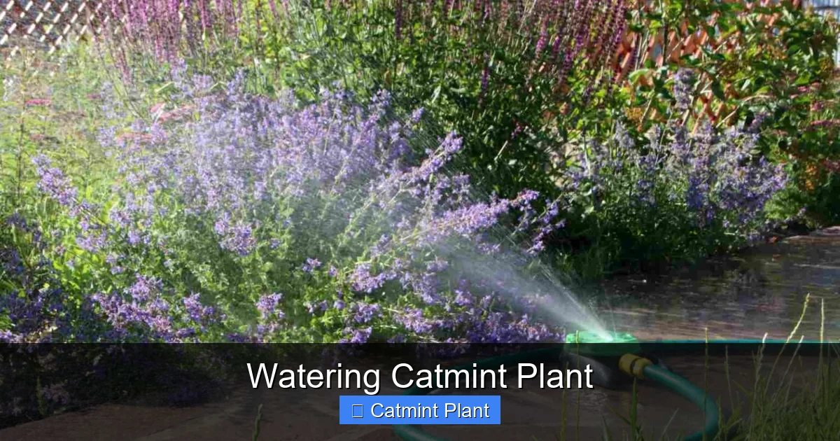 Watering Catmint Plant