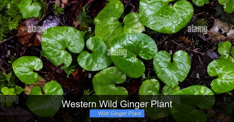 Western Wild Ginger Plant