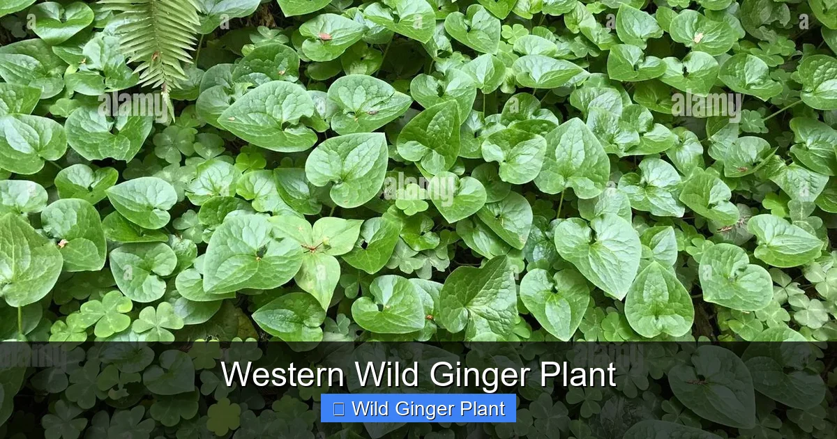 Western Wild Ginger Plant