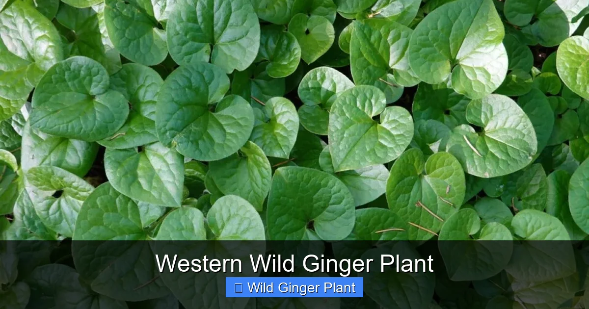 Western Wild Ginger Plant