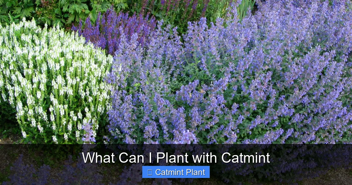 What Can I Plant with Catmint