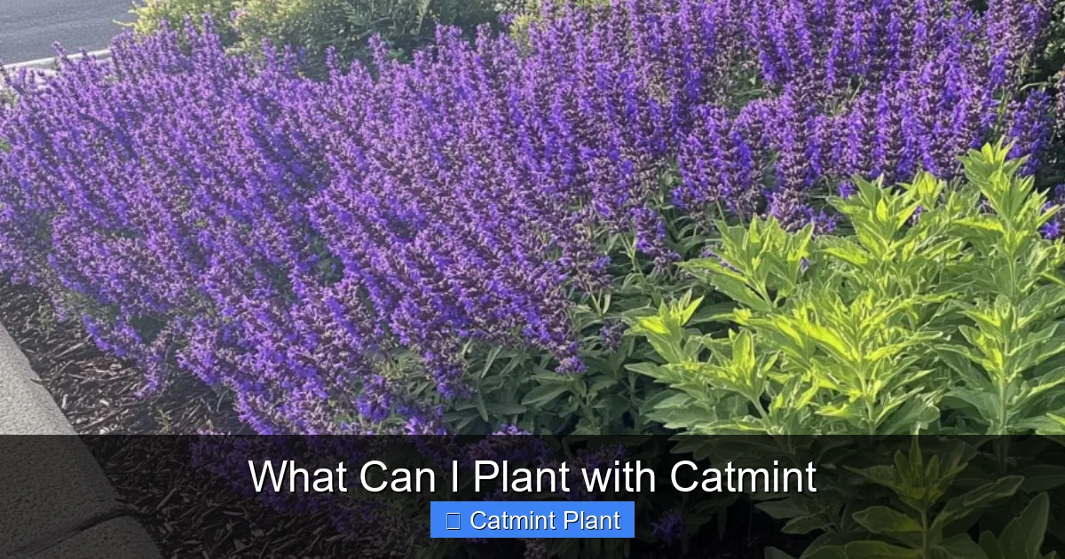 What Can I Plant with Catmint