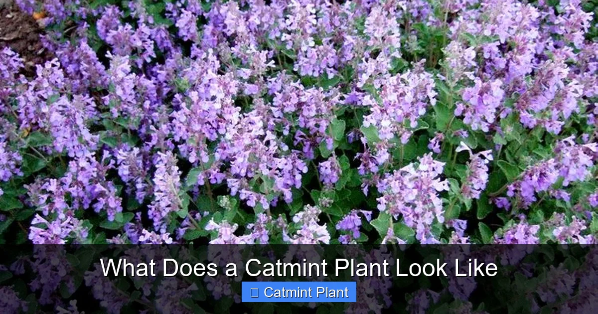 What Does a Catmint Plant Look Like
