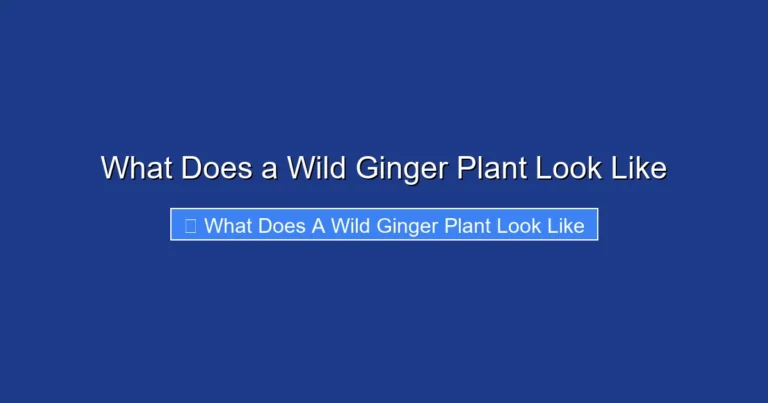 What Does a Wild Ginger Plant Look Like
