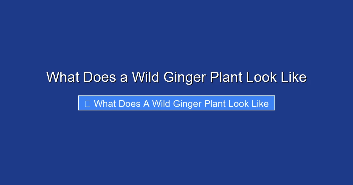 What Does a Wild Ginger Plant Look Like