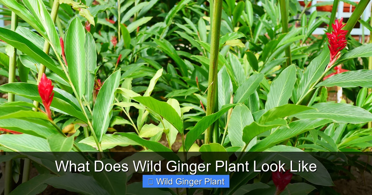 What Does Wild Ginger Plant Look Like