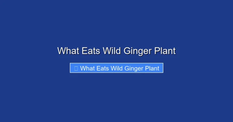 What Eats Wild Ginger Plant