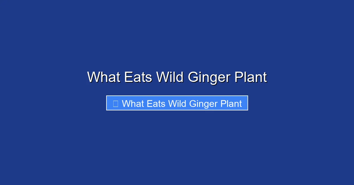 What Eats Wild Ginger Plant