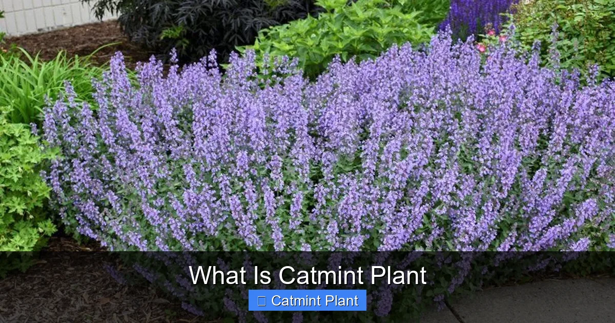 What Is Catmint Plant