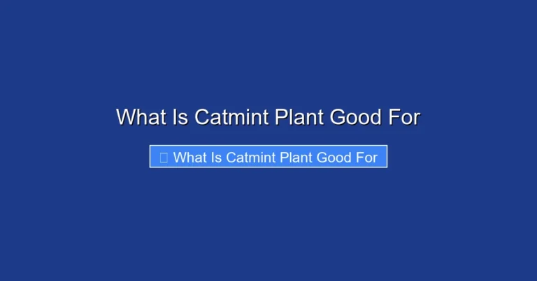 What Is Catmint Plant Good For