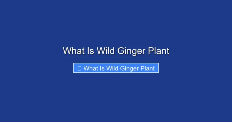 What Is Wild Ginger Plant