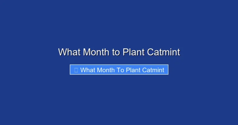 What Month to Plant Catmint