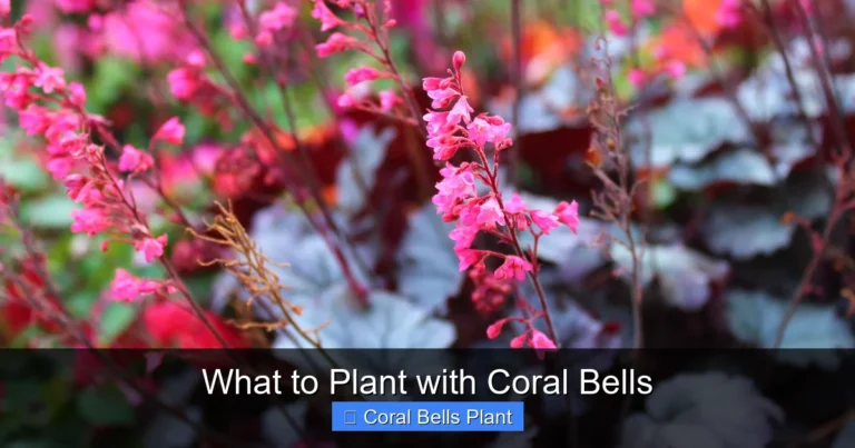 What to Plant with Coral Bells