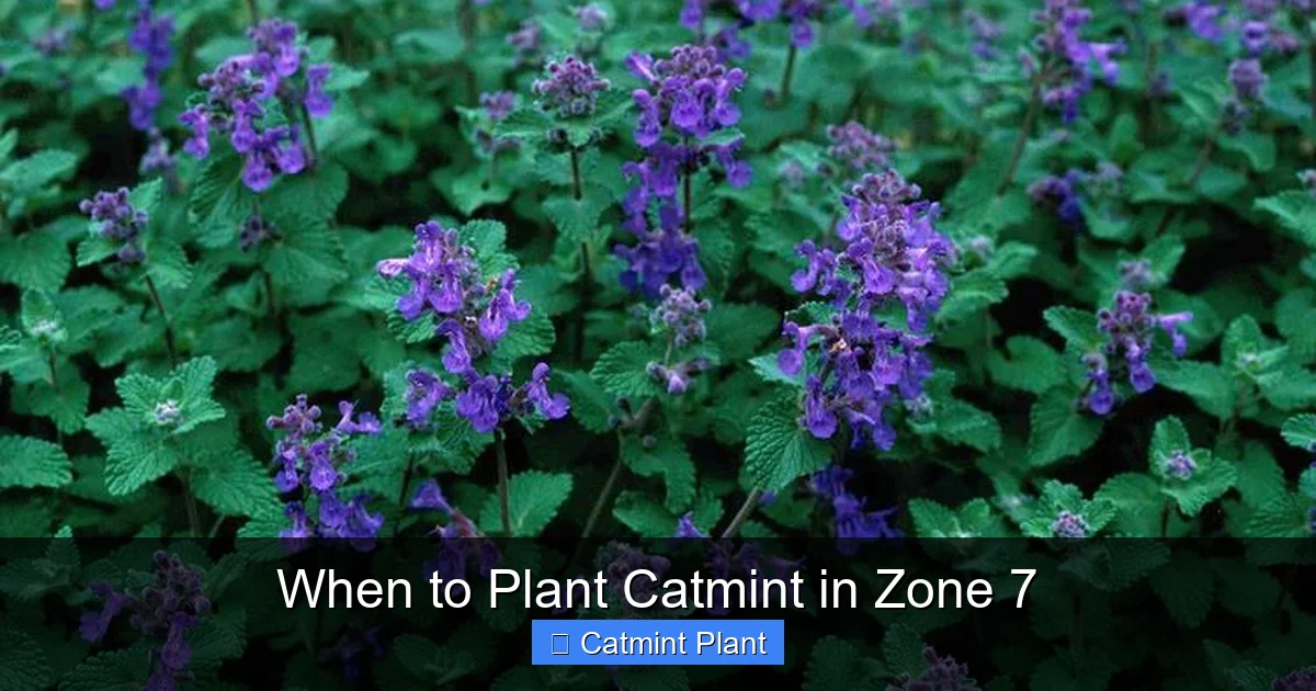 When to Plant Catmint in Zone 7