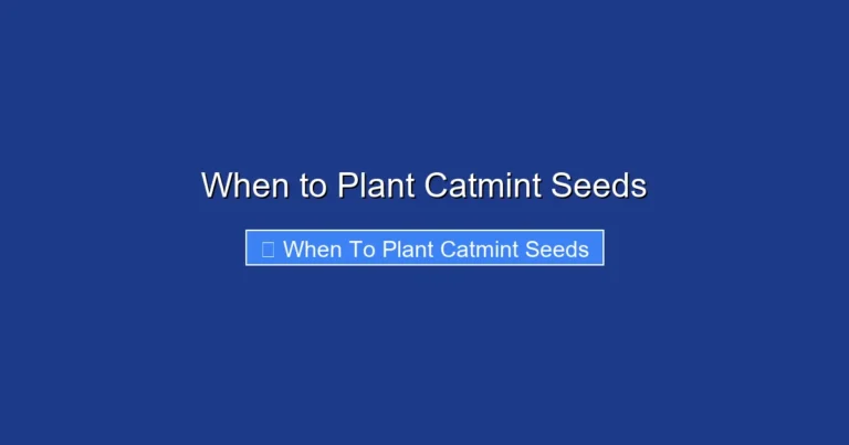 When to Plant Catmint Seeds