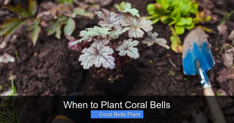 When to Plant Coral Bells