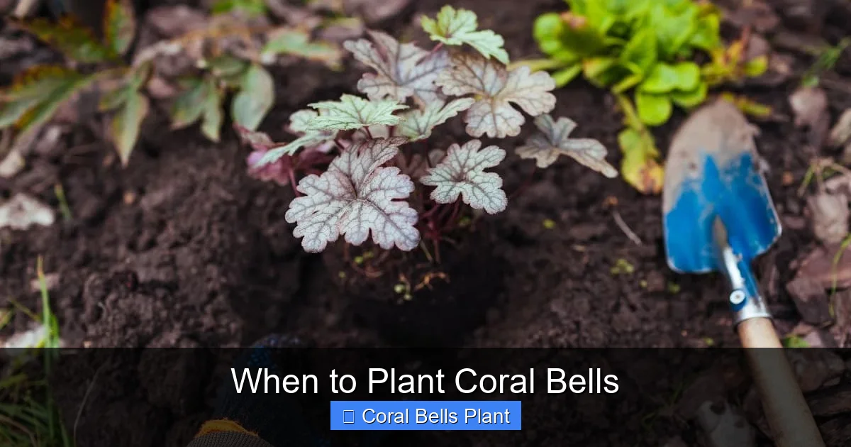 When to Plant Coral Bells
