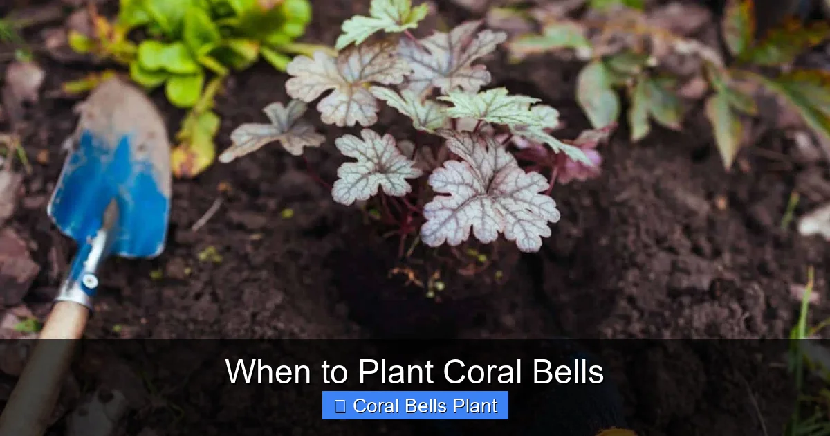 When to Plant Coral Bells
