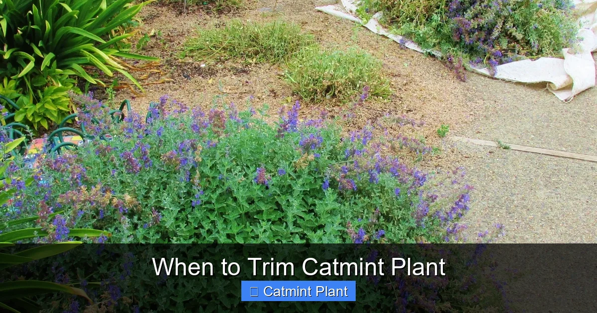 When to Trim Catmint Plant