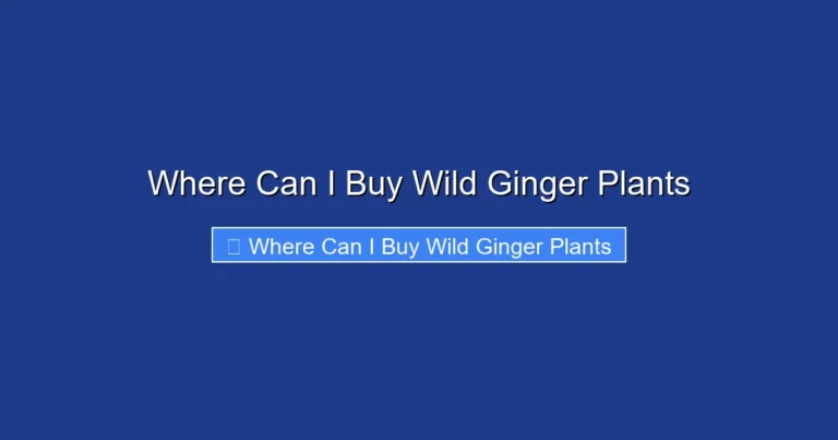 Where Can I Buy Wild Ginger Plants