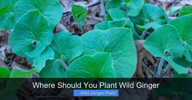 Where Should You Plant Wild Ginger