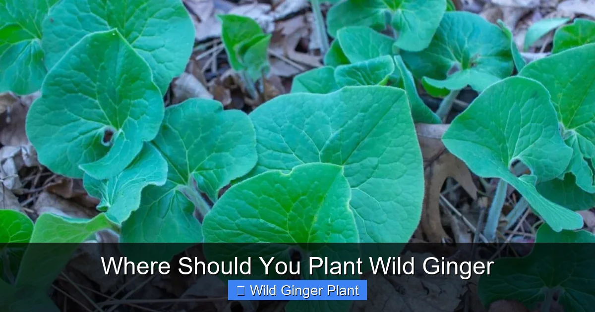 Where Should You Plant Wild Ginger