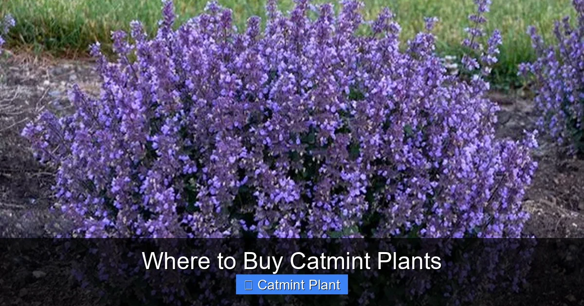Where to Buy Catmint Plants