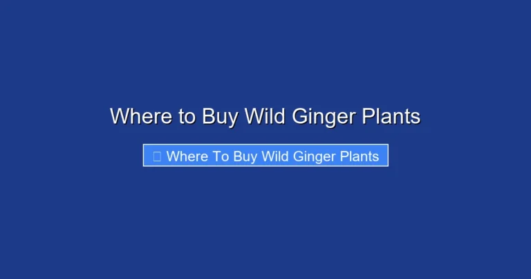 Where to Buy Wild Ginger Plants