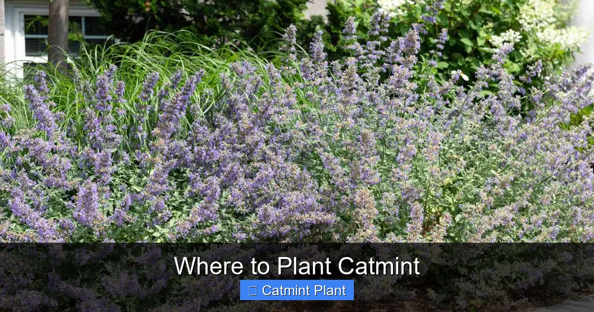 Where to Plant Catmint