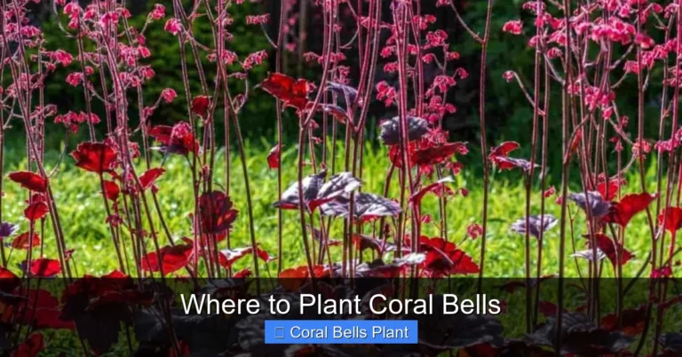 Where to Plant Coral Bells