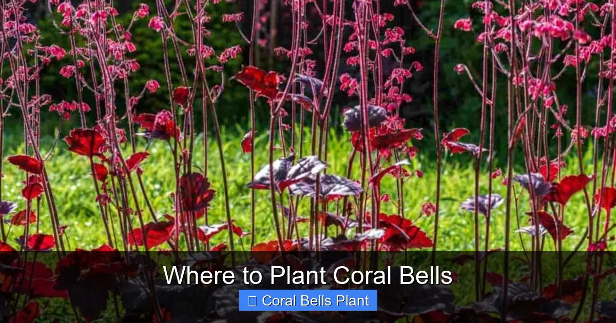 Where to Plant Coral Bells