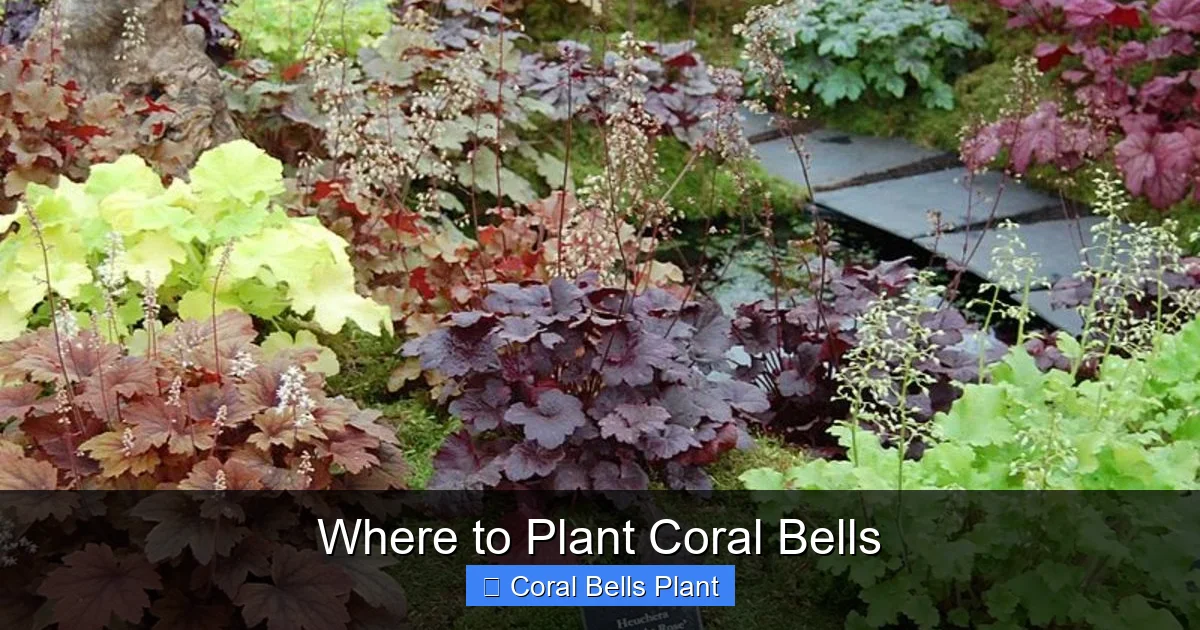 Where to Plant Coral Bells