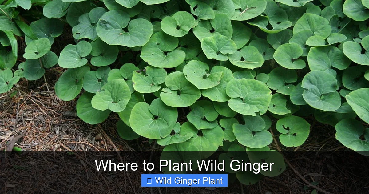 Where to Plant Wild Ginger