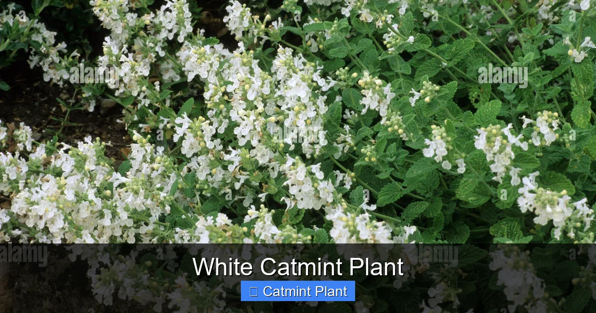 White Catmint Plant