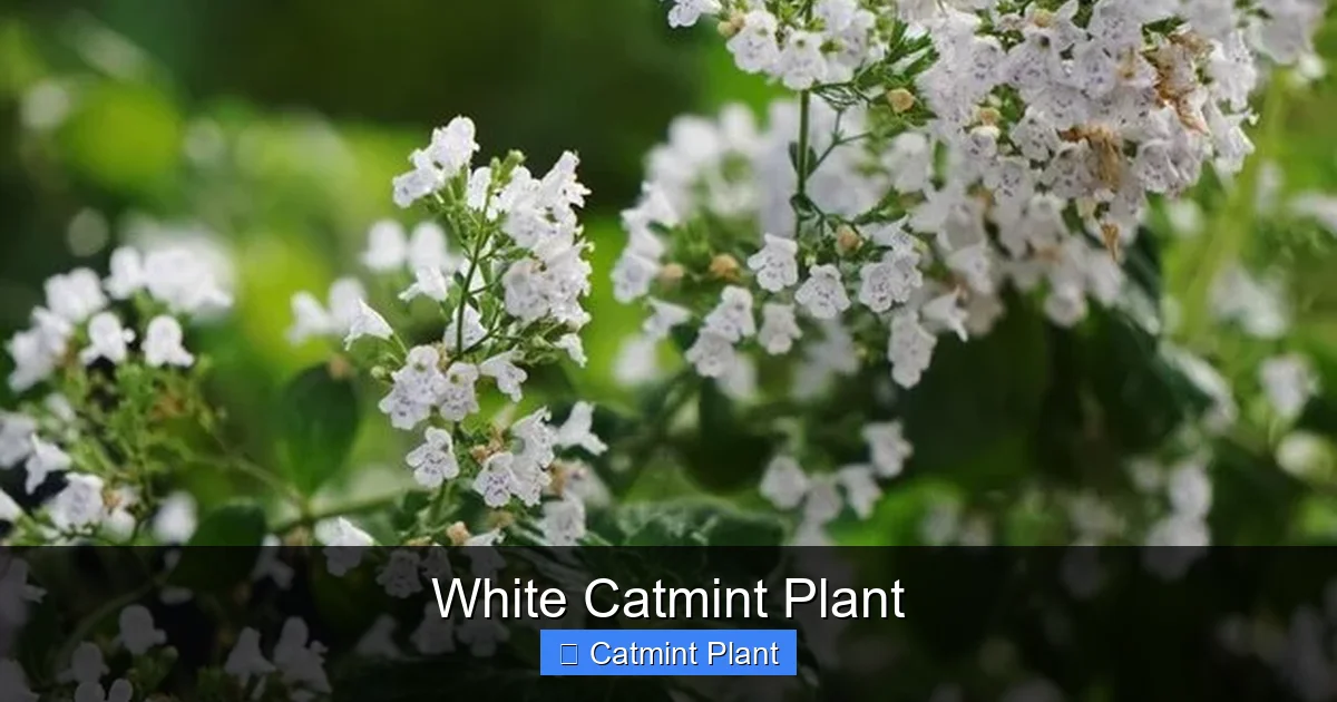 White Catmint Plant