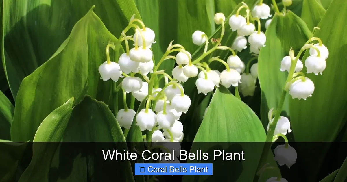 White Coral Bells Plant