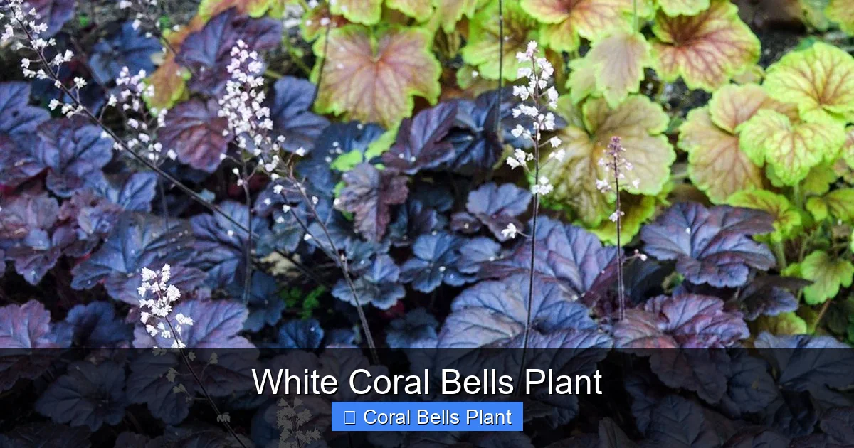 White Coral Bells Plant