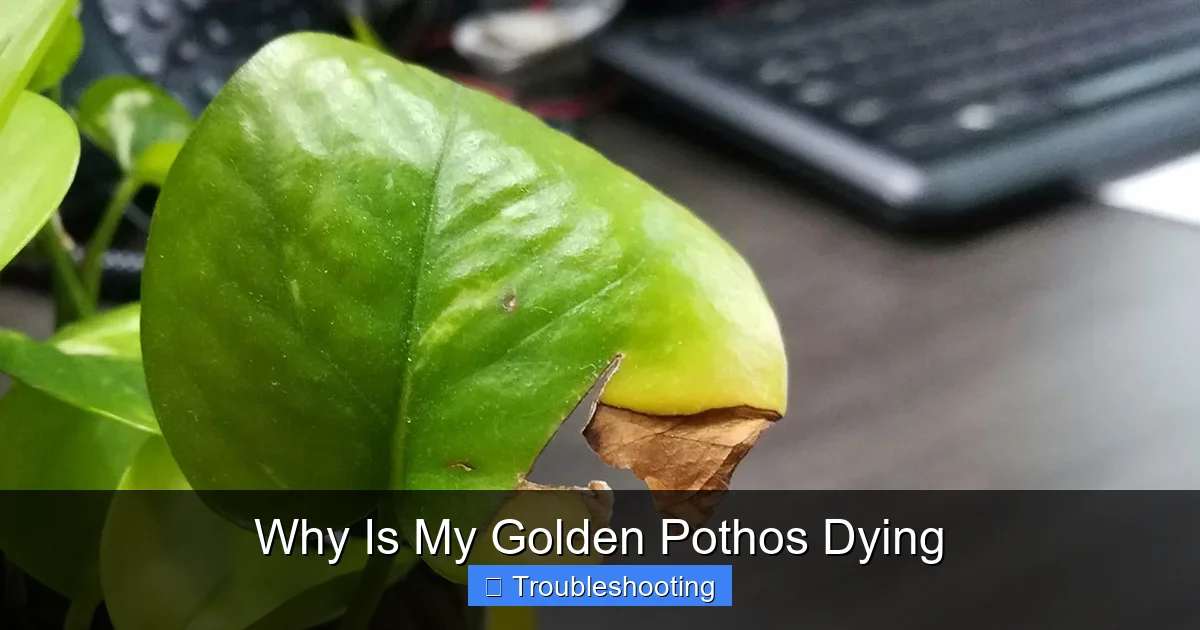Why Is My Golden Pothos Dying
