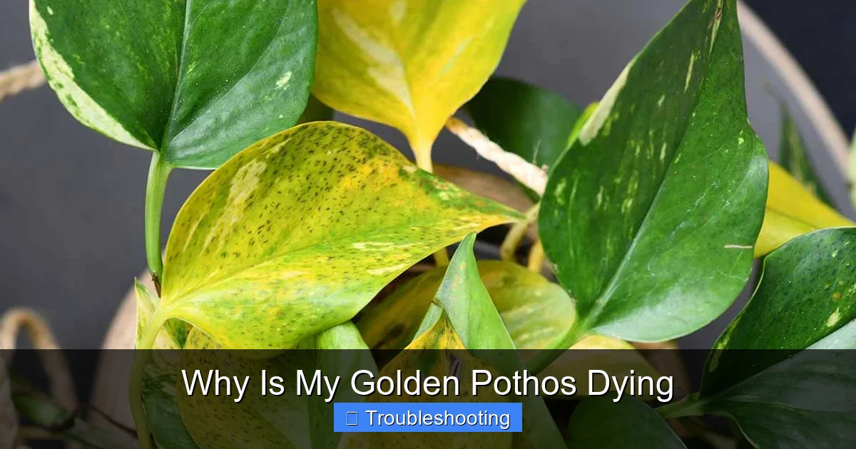 Why Is My Golden Pothos Dying