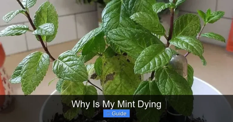 Why Is My Mint Dying