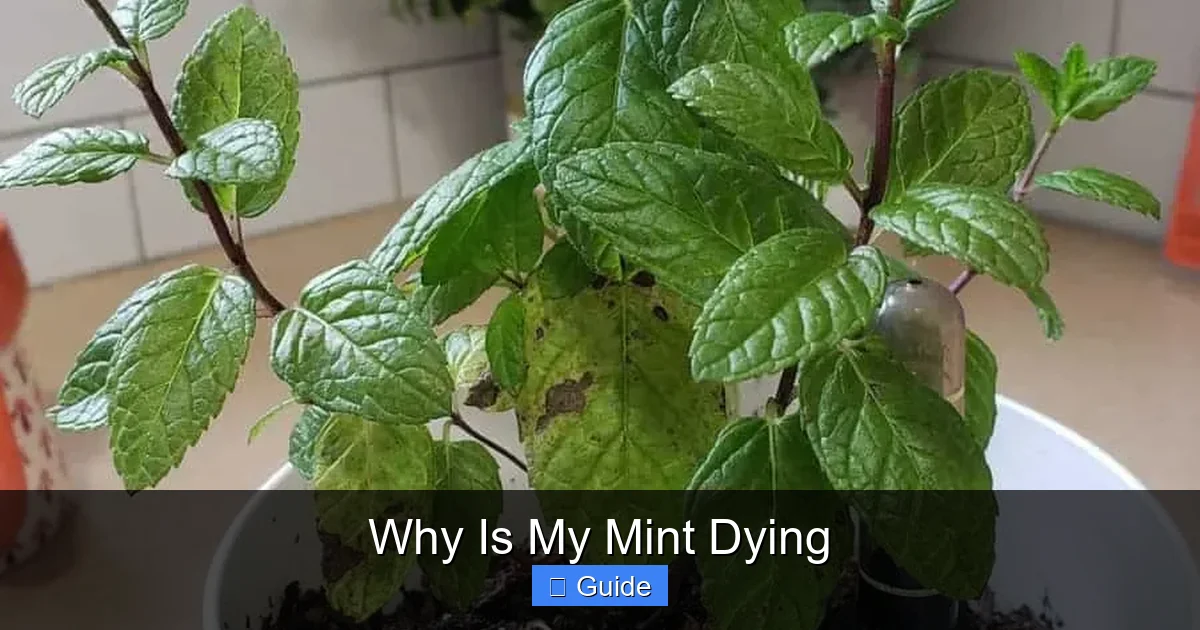 Why Is My Mint Dying