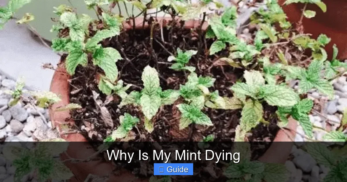 Why Is My Mint Dying