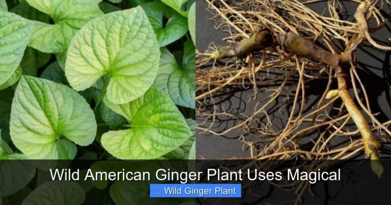 Wild American Ginger Plant Uses Magical