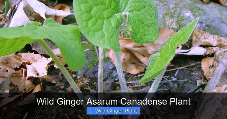 Wild Ginger Asarum Canadense Plant