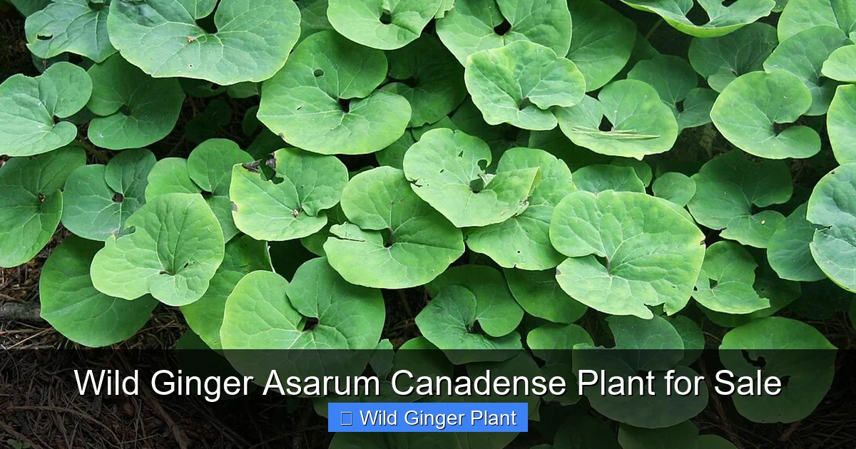 Wild Ginger Asarum Canadense Plant for Sale
