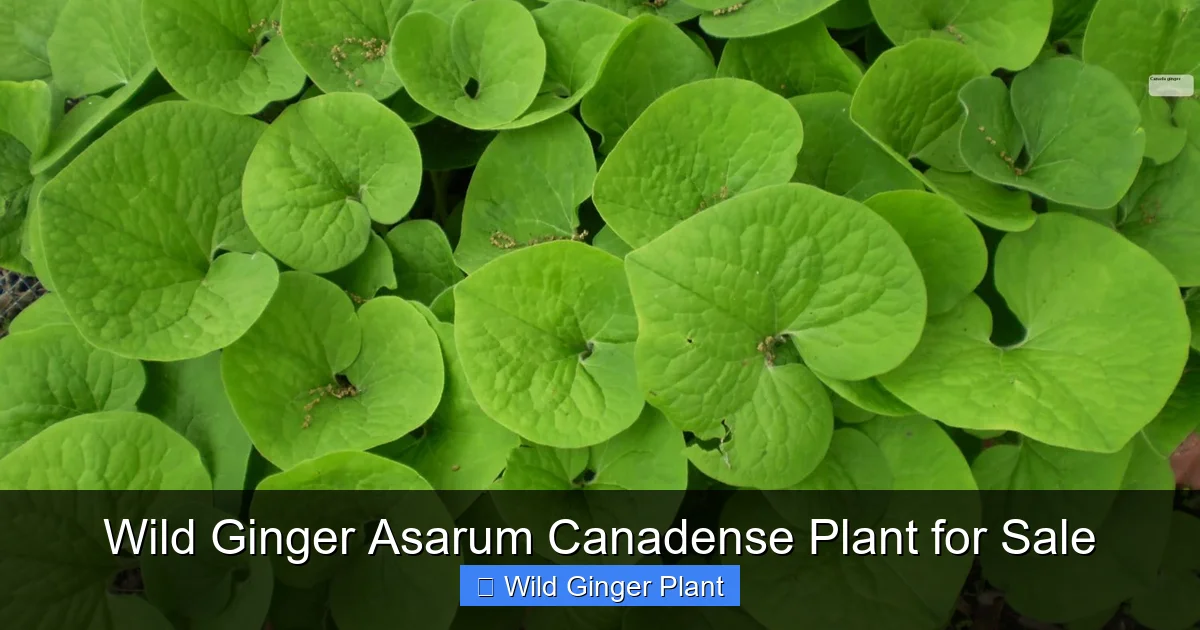 Wild Ginger Asarum Canadense Plant for Sale